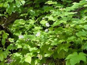 image002