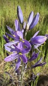 2.Camas