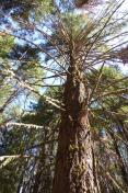 Forest Member Tree