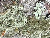 9.Lichens