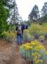 5-Rabbitbrush