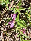 California milkwort_Polygala californica
