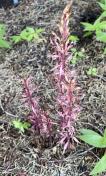 Pacific coral-root_Corallorrhiza mertensiana