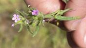 Slender phlox_Microsteris gracilis